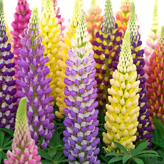 Groundio Russell Lupine Seeds, Lupinus Ployphyllus 36-48 Inch Tall Mix Color Flower, Red, White, Pink, Purple Perfect for Garden, Non-GMO | Heirloom | Open Pollinated, USDA Zone 3-9
