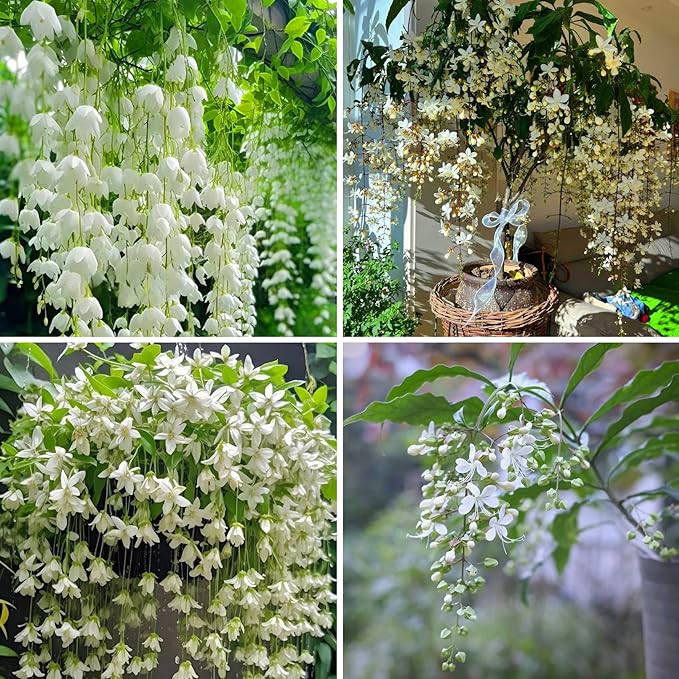 Climbing Weeping Jasmine Flower Seeds for Planting, 100+pcs Fragrant Perennial Climbing Jasmine Flower Seeds Plants, Non-GMO Heirloom Beauty Climber Flowers in Home Garden Outdoors