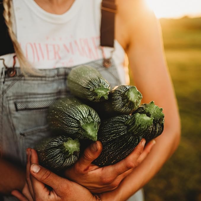 Grey Zucchini - 25 Seeds - Heirloom Zuccchini Variety, Popular for Calabacitas, Non-GMO Heirloom Zucchini Seeds for Planting Outdoors in The Home Garden, Thresh Seed Company