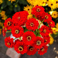 Eden Brothers Zinnia Seeds - Scarlet Flame, Non-GMO Seeds for Planting, Packet | Low-Maintenance Flower Seeds, Plant During Spring, Zones 3, 4, 5, 6, 7, 8, 9, 10