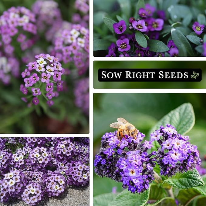 Sow Right Seeds - Bulk Alyssum Seeds for Planting - 2.5 Grams, 6200 Seeds - Non-GMO Heirloom Jumbo Pack with Instructions to Plant a Home Flower Garden - Grow Loads of Beautiful Bed Filling Flowers