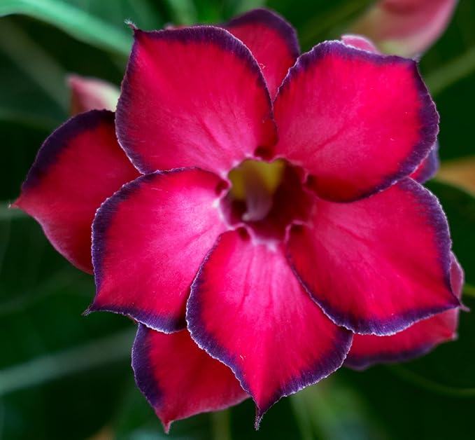 100 Desert Rose Seeds for Planting Mixed Color Ready to Grow Adenium Obesum Seed Exotic Succulent Colorful Bonsai Plant Tropical Rose Flower Planting Non-GMO Heirloom (100, Seeds)