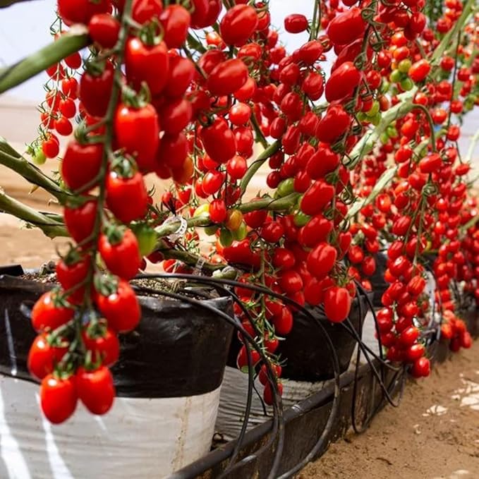 200pcs Tomato Cherry Pink Grape Seeds - Heirloom, Non-GMO Seeds - Planting Instructions Included - Ideal for Home Vegetable Gardens, Excellent Gardening Gift (Cherry Pink Grape Tomato Seeds)