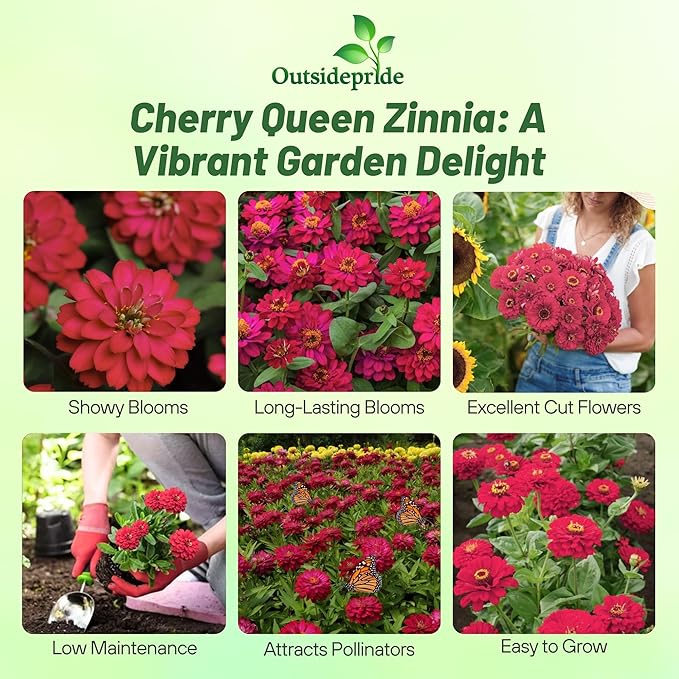 Outsidepride Dahlia Flowered Cherry Queen Zinnia Seeds - 2000 Pcs Annual, Hardy, Drought Tolerant & Deer Resistant, Ideal for Cut Flowers, Containers, Pots, Pollinator Gardens, Background & Borders