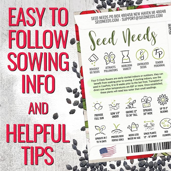Seed Needs, Red Four O Clock Seeds - 60 Heirloom Seeds for Planting Mirabilis Jalapa - Colorful Flowers to Attract Butterflies Pollinators and Hummingbirds to The Garden (1 Pack)