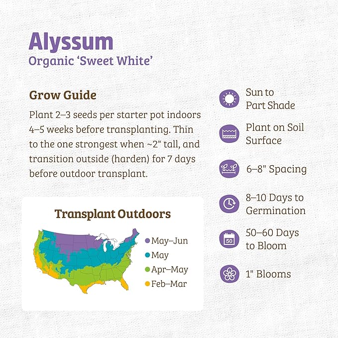 Back to The Roots 100% Organic Seed Packet - Alyssum 'White' 100mg