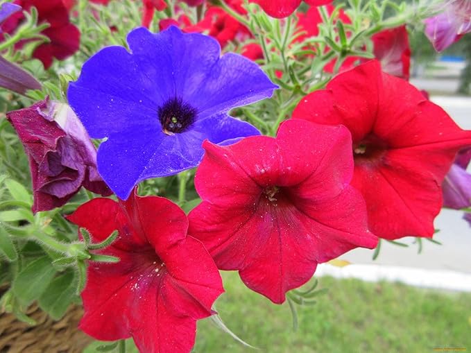 500+ Seeds Petunia Unicum Rainbow Cascade - Flower Mix