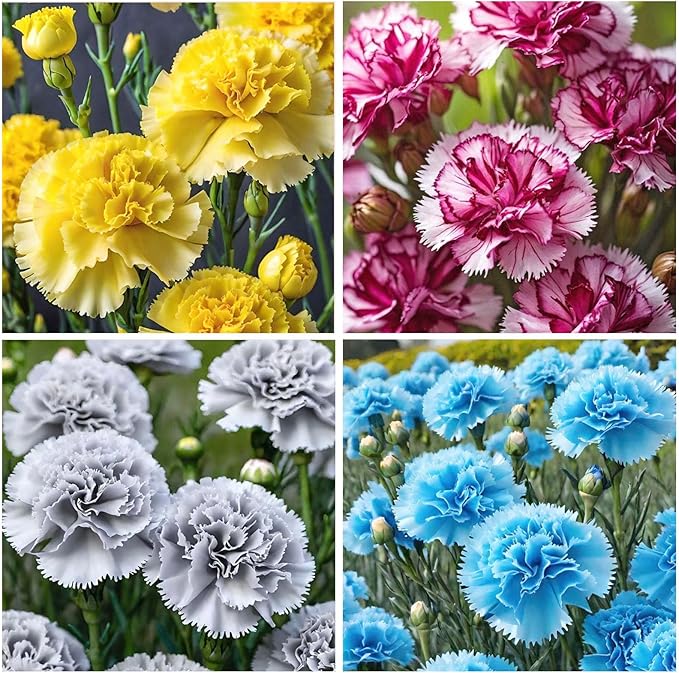 5000 Mixed Carnation Seeds for Planting - Clove Carnation Seed - Mixed Perennial Flowers, Non-GMO Open Pollinated, Dual Use for Gardens & Balconies
