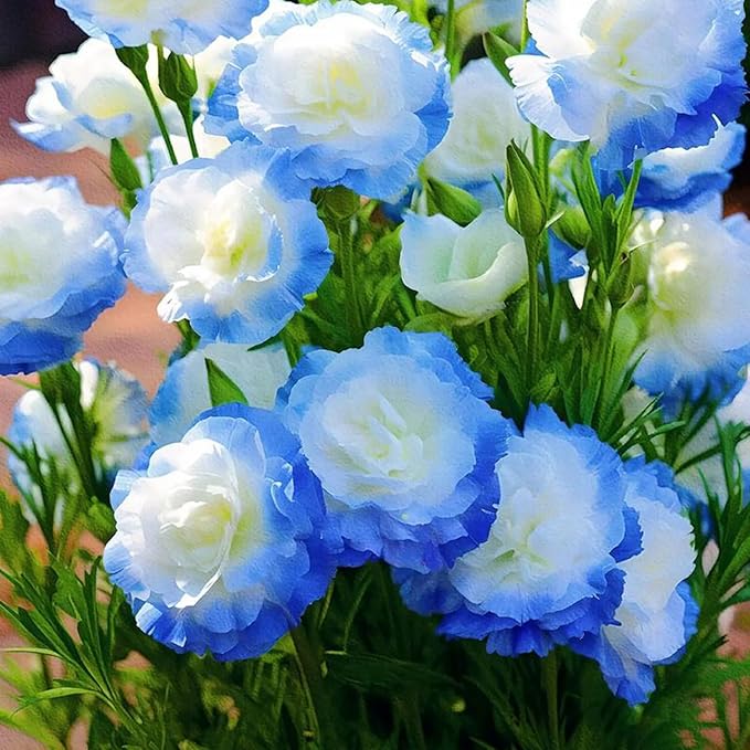 Mixed Lisianthus Seeds for Planting, 202+pcs Rare Perennial Lisianthus Flower Seeds, Non-GMO Eustoma Cut Flowers Beauty Home Garden Ornamental Plants for Outdoors Indoors
