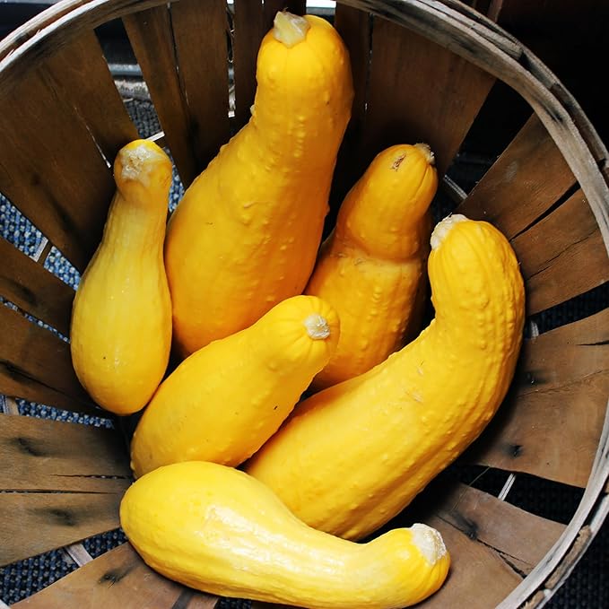Back to The Roots 100% Organic Seed Packet - Squash 'Crookneck' 2g