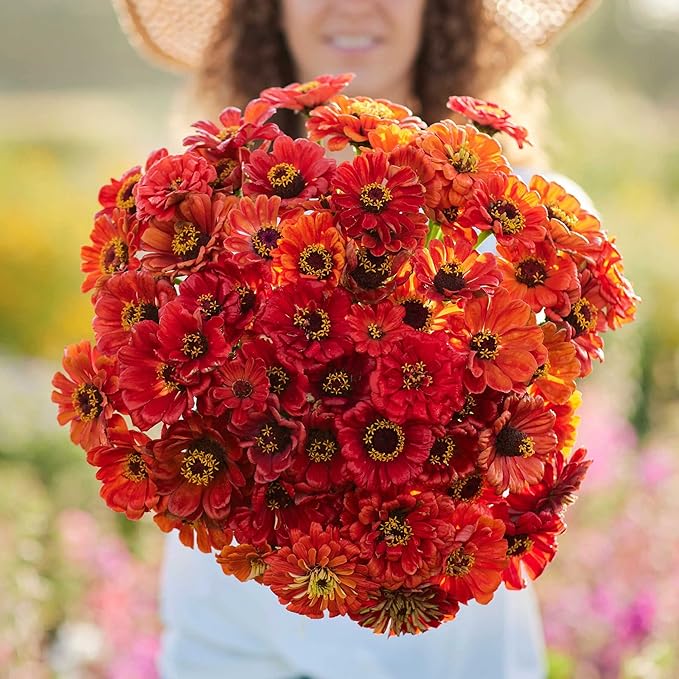Eden Brothers Zinnia Seeds - Oriole, Non-GMO Seeds for Planting, Packet | Low-Maintenance Flower Seeds, Plant During Spring, Zones 3, 4, 5, 6, 7, 8, 9, 10