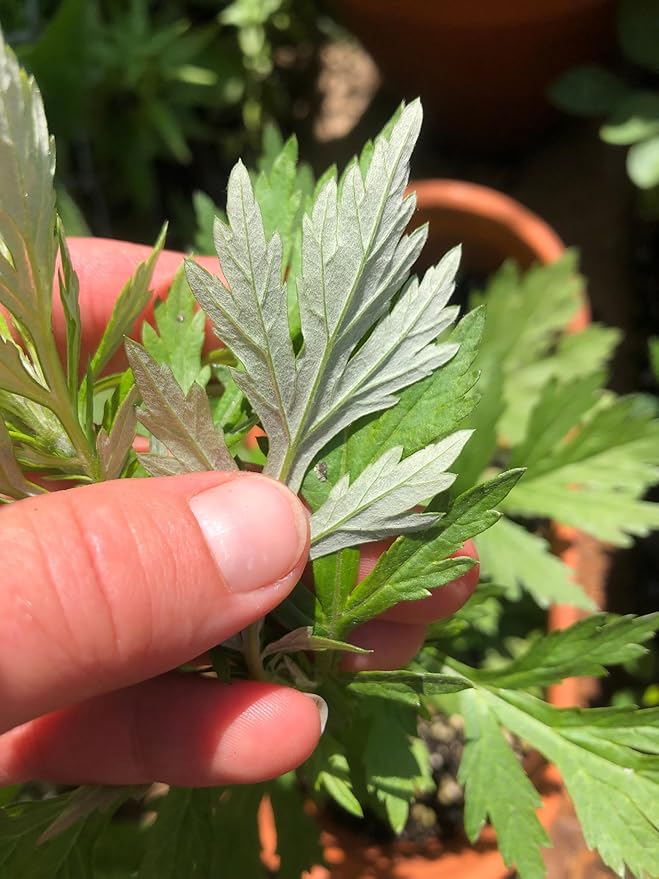 TomorrowSeeds - Common Mugwort Seeds - 5000+ Count - for 2025 Planting Artemisia Vulgaris Wormwood Weed Moxa Moxibustion Riverside Acupuncture Perennial Vegetable Herb Grow Your Own Home Farm Patio