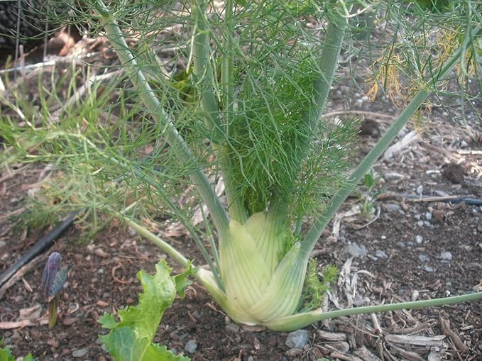 2 Packages of Zefa Fino Florence Fennel Seeds - 100 Seeds Per Package