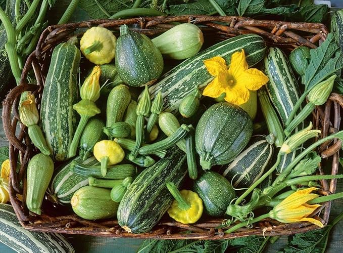 Seeds Zucchini Gren Tiger Heirloom Vegetable for Planting Non GMO