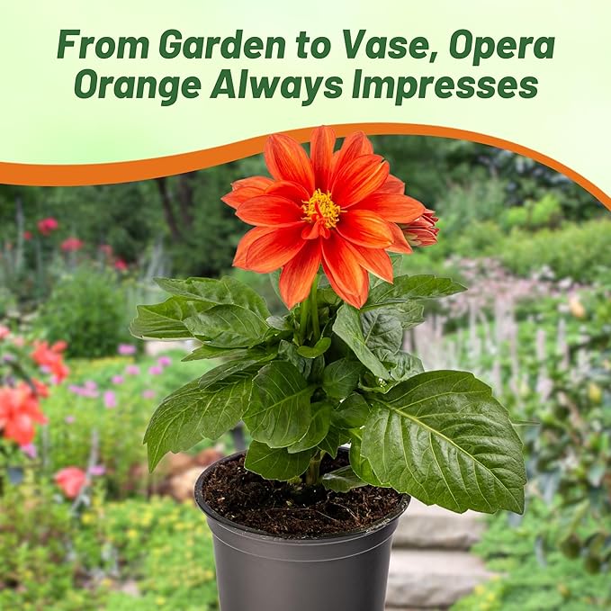 Outsidepride Opera Orange Dahlia Seeds for Planting - 200 Pcs Annual, Easy to Grow, Season-Long Flower Seeds with Colorful Blooms for Containers, Pots, Borders, & Gardens, Suitable as Cut Flower