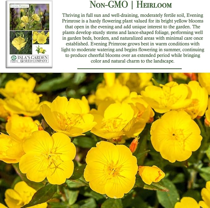 Evening Primrose Mix Flower Seeds (Oenothera lamarckiana) – 1500+ Heirloom Seeds per Packet, by Isla’s Garden Seeds, Bright Yellow Night-Blooming Flowers for Home Gardens, Borders & Naturalized Areas