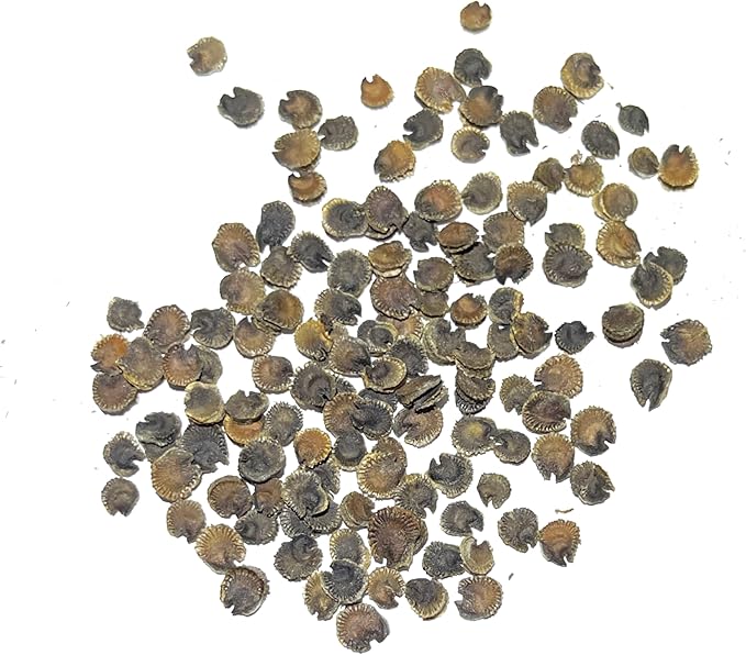 Seed Needs, Double Majorette Hollyhock Seeds - 100 Heirloom Seeds for Planting Alcea rosea - Mixed Biennial Flower that Attracts Pollinators to The Garden (5 Packs)