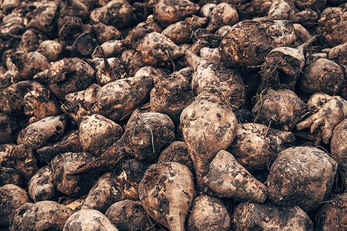 Sugar Beet Seeds for Planting – Plant & Grow Heirloom Sugar Beets in Home Outdoor Vegetable Garden, Beta vulgaris – 1 Packet Approx 50 Seeds