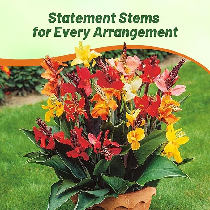 Outsidepride Indica Mixed Canna Lily Flower Seeds - 25 Pcs Perennial Seeds for Planting Outdoors with Colorful Blooms for Cut Flowers, Tropical & Water Gardens, Borders, & Poolside Planting