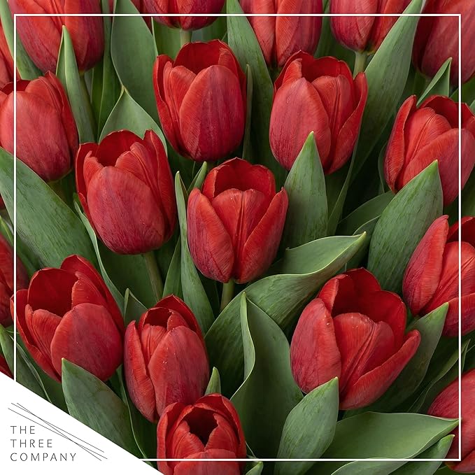 Live Flowering Tulip (4 Per Pack) - Red, Beautiful Spring Bulbs, Ships Dormant in 1 Pint Pot, Blooms in 2-3 Weeks