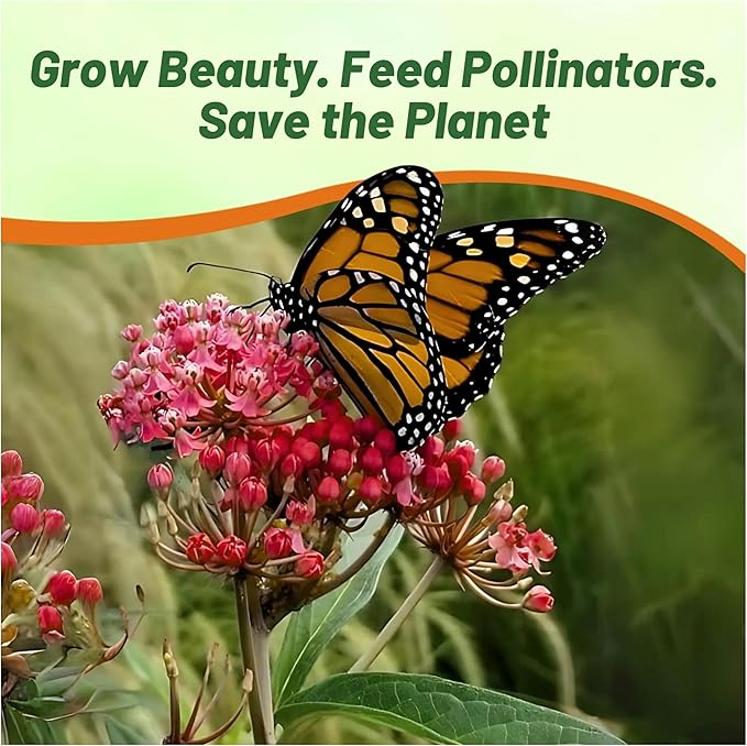 Outsidepride Carmine Rose Swamp Milkweed Seeds - 500 Pcs Perennial, Heat & Humid Tolerant, Pollinator-Friendly Wildflower Seeds, Ideal for Monarch Butterflies, Cut Flowers, Borders, or Meadows