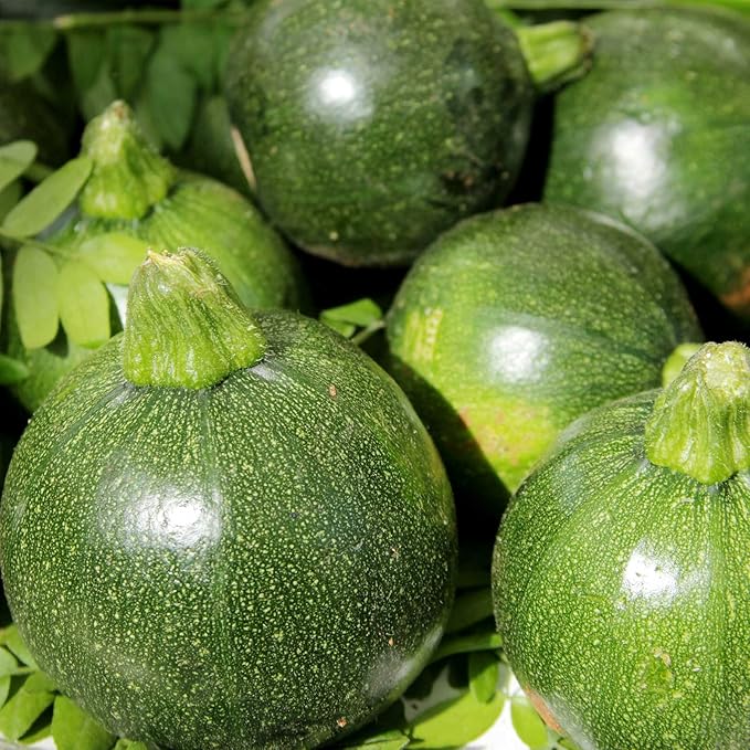 Eight Ball Hybrid Zucchini Summer Squash Garden Seeds - 10 Seed Packet - Non-GMO - Vegetable Gardening Seed