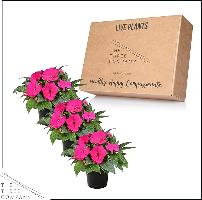 Live Flowering New Guinea Impatiens - Shades of Pink (3 Plants Per Pack) - Beautiful Shade Flowers - 12" Tall by 5" Wide in 1 Qt Pot