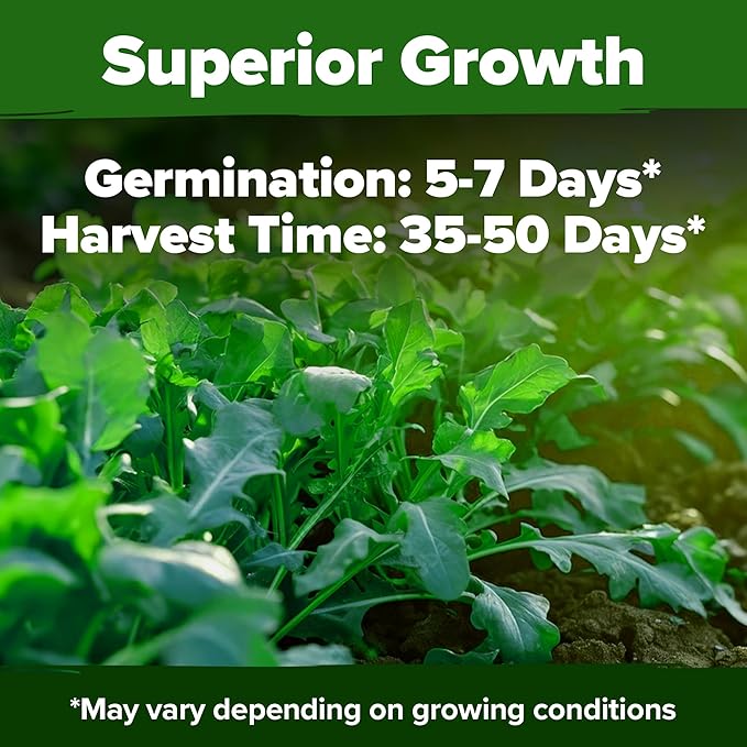 HOME GROWN Romaine Lettuce Seeds, Paris Island Bulk 7000 & Arugula 4350 & Bloomsdale Spinach 704