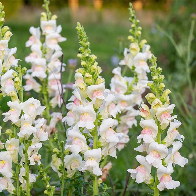 100+Mix Snapdragon Flower Seeds for Planting Outdoor-Growing Snapdragons in Your Cut Flower Garden