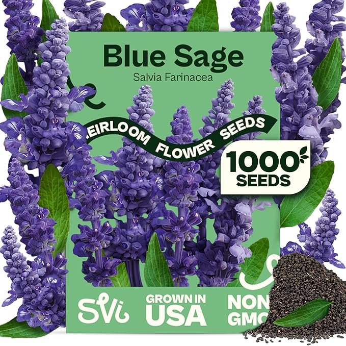 SVI 1000 Blue Sage Seeds for Planting (Salvia farinacea) - Heirloom Sage, Salvia Perennial Wildflower - Flower Seeds to Plant Outside in Pollinator Garden, Meadows, Borders, Beds