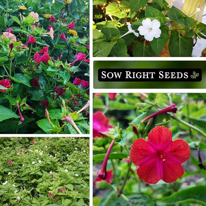 Sow Right Seeds - Four O’Clock Formula Mix Flower Seeds for Planting - Annual Plant with Sweet Essence - Non-GMO Heirloom Packet with Instructions to Plant a Home Garden - Marvel of Peru (1)