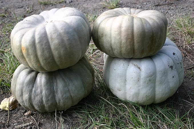 Seeds4planting - Seeds Pumpkin Blue Pumpkin Queensland Giant Halloween Rare Ornamental Heirloom Vegetable Non GMO