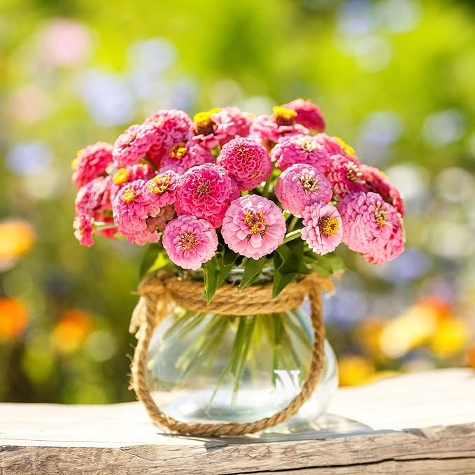 Eden Brothers Zinnia Seeds - Lilliput Rose, Non-GMO Seeds for Planting, Packet | Low-Maintenance Flower Seeds, Plant During Spring, Zones 3, 4, 5, 6, 7, 8, 9, 10