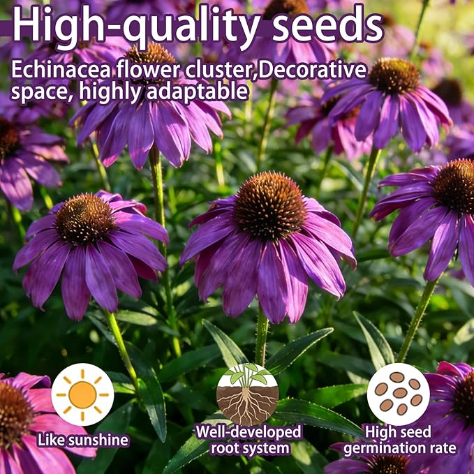 Purple Coneflower Seeds (Echinacea purpurea), Hardy Native Perennial Flowers, Long Flowering Period, Great for Making Cut Flowers, Borders Prairie Garden Planting, Pack of 600 Seeds