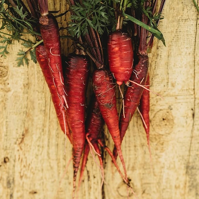 Dragon Red Carrot - 150 Seeds - Rare Heirloom & Open-Pollinated Variety, Non-GMO Vegetable Seeds for Planting Indoors or Outdoors in Containers or The Home Garden, Thresh Seed Company