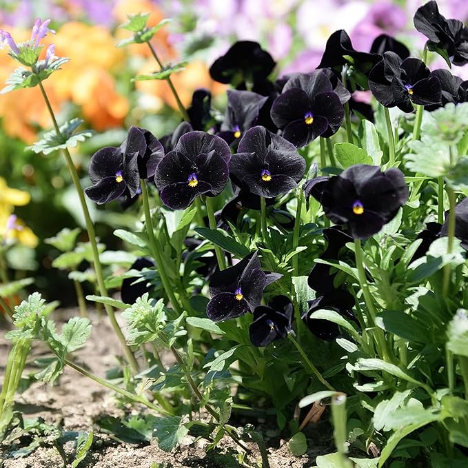 Park Seed Jet Black Hollyhock Flower Seeds – Striking Dark Blooms, Pollinator-Friendly, Edible Petals, Tall Garden Border Plant, Easy to Grow, Hardy Annual or Perennial, Pack of 50