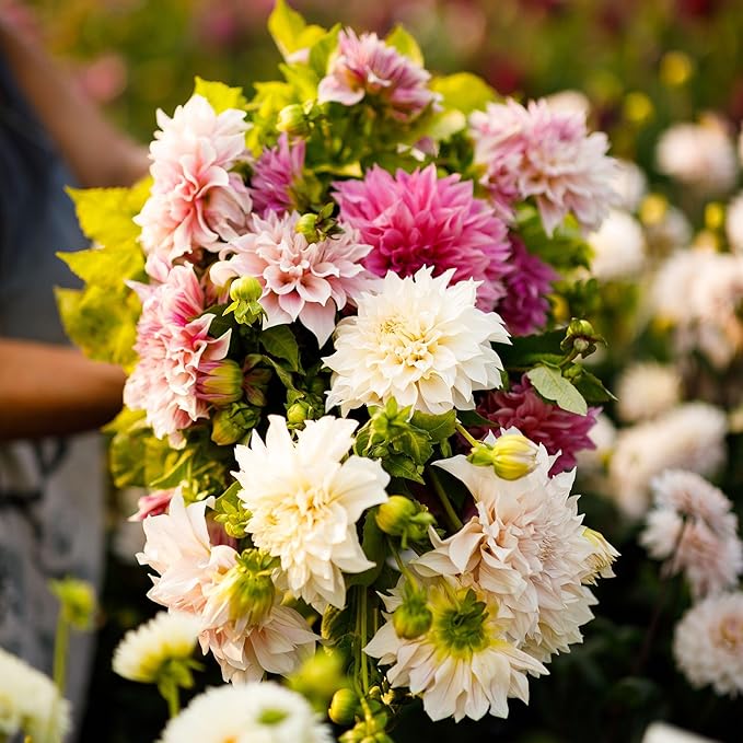 Eden Brothers Dahlia Bulbs (Dinnerplate) - Cafe au Lait Collection, Non-GMO Bulbs for Planting, 3 Bulbs | Low-Maintenance Flower Bulbs, Plant During Spring, Zones 8, 9, 10, 11