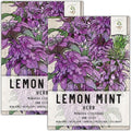 Seed Needs Lemon Mint Seeds for Planting Monarda citriodora Herbs - Grow a Non-GMO Heirloom & Untreated Medicinal Herb Garden Indoors or Outdoors - Popular in Herbal Tea (2 Packs)