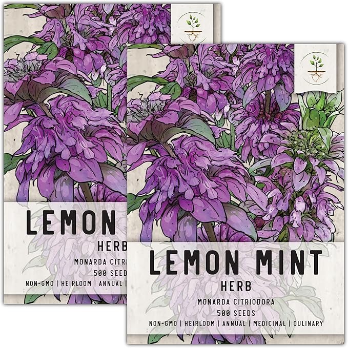 Seed Needs Lemon Mint Seeds for Planting Monarda citriodora Herbs - Grow a Non-GMO Heirloom & Untreated Medicinal Herb Garden Indoors or Outdoors - Popular in Herbal Tea (2 Packs)
