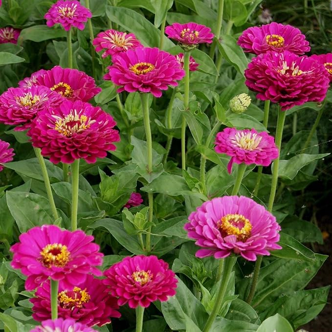 Outsidepride Purple Prince Zinnia Seeds - 2000 Pcs Annual, Low Maintenance and Long-Blooming, Flower Seeds for Planting w/Aesthetic Wide Purple Blooms, Ideal for Cut Flowers & Pollinator Gardens