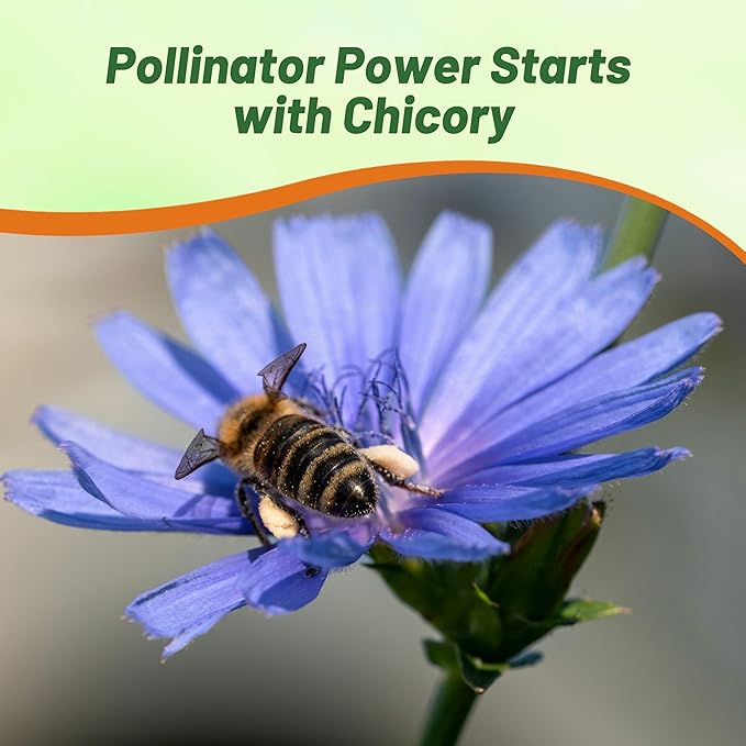 Outsidepride Chicory Seeds for Planting - 5000 Pcs Perennial, Easy to Grow & Drought Tolerant, Flower Seeds with Clustered Pastel Blue Blooms for Garden Pastures & Wildflower Meadows