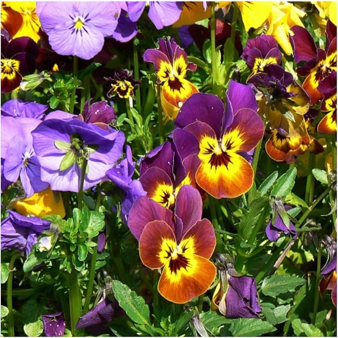 Seed Needs Viola Seeds for Planting Bambini Violas - Heirloom & Open Pollinated Annual Flowers to Plant and Grow an Outdoor Wildflower Butterfly Garden to Attract Pollinators (2 Packs)