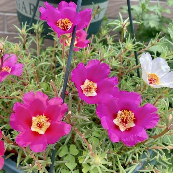 Mixed Color Portulaca Grandiflora Seeds, 20000 Double Moss Rose Seeds for Planting, Heirloom Ground Cover - Purslane Flower Seed for Outside, Beds, Yards, Flower Garden