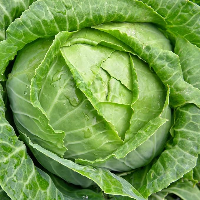 Cabbage Seeds - Danish Ball Head - 4 g Packet ~900 Seeds - Non-GMO, Heirloom, Vegetable Garden, Micro Greens