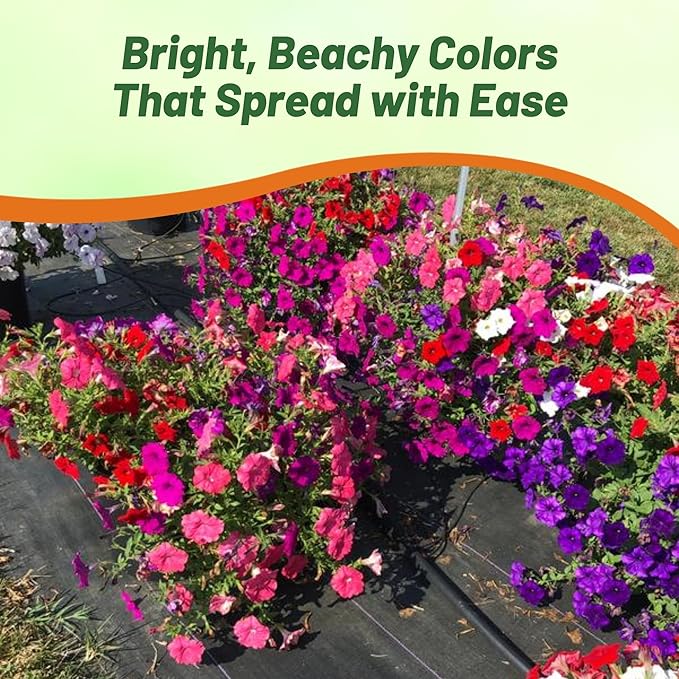 Outsidepride South Beach Mix Easy Wave Petunia Seeds - 15 Pcs. Annual, Compact & Spreading Flower Seeds for Planting Low Growing Vibrant Blooms, Ideal for Garden Beds, Baskets & Container Displays