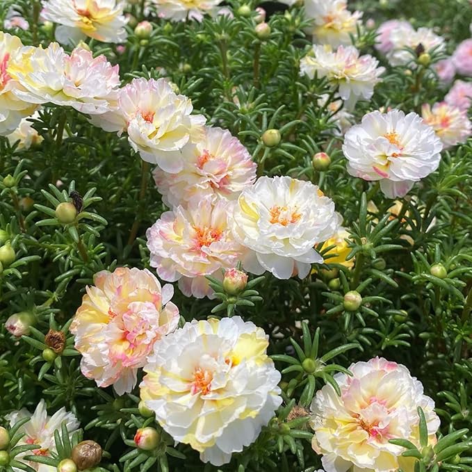 Double Moss Rose Seeds for Planting, 10000pcs Rare Portulaca Grandiflora Rose Flower Seeds, Heirloom Non-GMO Ground Cover Home Garden Flowers for Outdoors