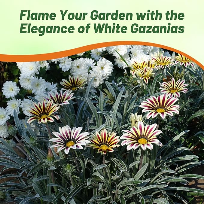 Outsidepride White Flame Gazania Seeds for Planting – 25 Pcs Perennial, Low-Maintenance, Drought-Tolerant Ground Cover Seeds for Vibrant Summer & Fall Flowers, Great for Outdoor Gardens