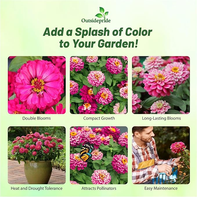 Outsidepride Zahara Double Raspberry Ripple Zinnia Seeds - 100 Pcs Annual, Hardy, Heat & Drought Tolerant, Deer Resistant, Ideal for Pollinator Gardens, Cut Arrangements, Flower Beds or Containers