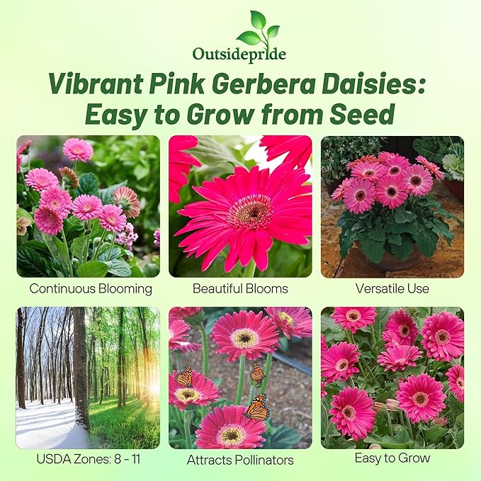 Outsidepride Pink Gerbera Seeds - 20 Pcs Perennial, Compact & Low Maintenance, Flower Seeds for Planting w/Vibrant Green Centered, Pink Blooms, Ideal for Garden Landscaping & Cut Flower Arrangements