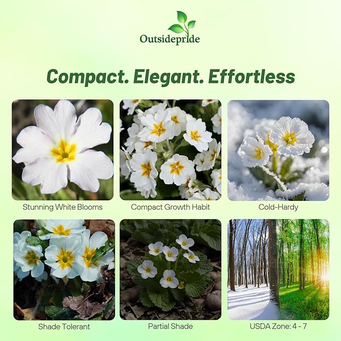 Outsidepride White Common Primrose Seeds - 200 Pcs Perennial, Hardy, Easy to Grow & Low Maintenance Flower Seeds for Planting Vibrant Soft Blooms, for Containers, Borders & Erosion Control